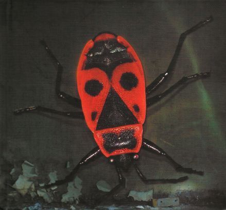 Luxtorpeda – Robaki